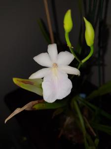 Miltonia regnellii