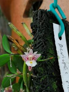 Dendrobium pachyphyllum