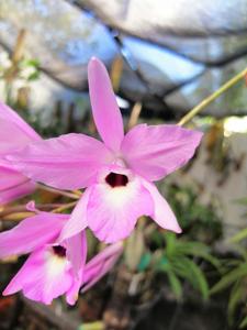 Laelia rubescens