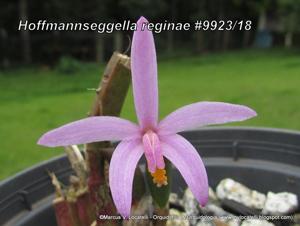 Cattleya reginae