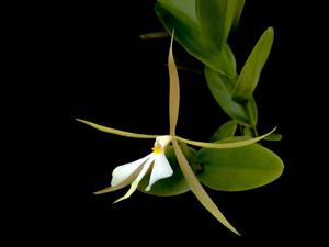 Epidendrum nocturnum