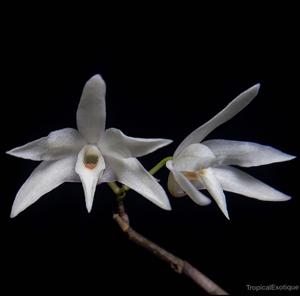 Dendrobium moniliforme