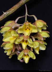 Dendrobium hamaticalcar