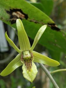 Dendrobium capra