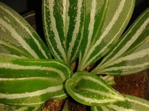 Cyclopogon lindleyanus