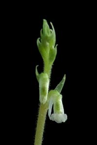 Cyclopogon lindleyanus