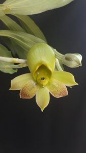 Catasetum schmidtianum