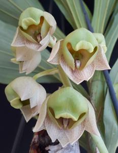 Catasetum albovirens