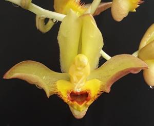 Catasetum schmidtianum