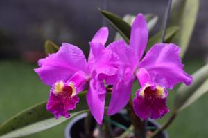 Cattleya lueddemanniana