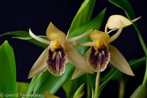 Coelogyne ovalis