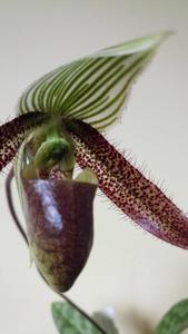 Paphiopedilum wardii