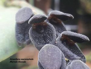 Acianthera saurocephala