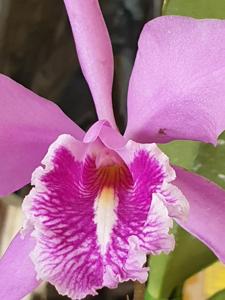 Cattleya maxima