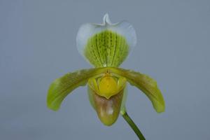 Paphiopedilum insigne