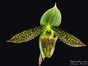 Paphiopedilum wardii