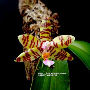 Phalaenopsis reichenbachiana