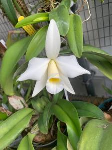 Cattleya praestans