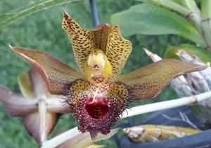 Catasetum schmidtianum