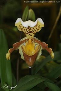 Paphiopedilum insigne