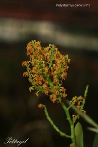 Polystachya paniculata