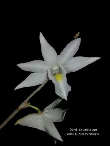 Dendrobium crumenatum