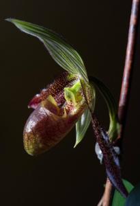 Paphiopedilum wardii