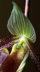 Paphiopedilum wardii