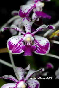 Vanda luzonica