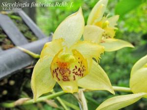 Sievekingia fimbriata