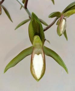 Catasetum tabulare