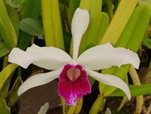 Cattleya purpurata