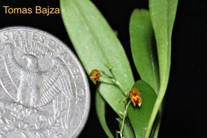 Platystele aurea