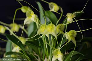 Masdevallia nidifica