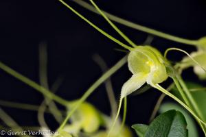 Masdevallia nidifica