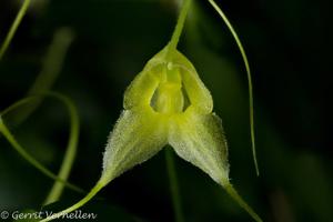 Masdevallia nidifica