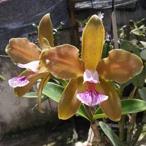 Cattleya granulosa