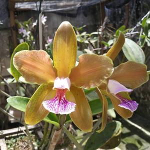 Cattleya granulosa