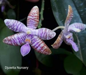 Phalaenopsis lueddemanniana