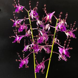 Dendrobium lasianthera