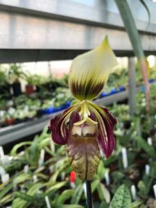 Paphiopedilum sangii