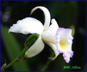 Arundina graminifolia subsp. caespitosa