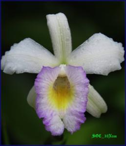 Arundina graminifolia subsp. caespitosa