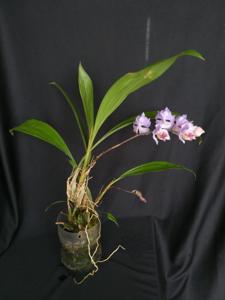 Aganisia cyanea