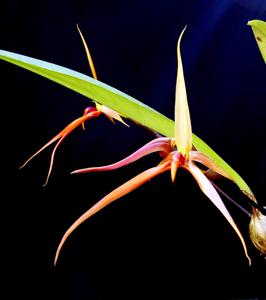 Bulbophyllum levanae var. giganteum