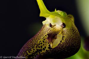 Masdevallia stenorhynchos