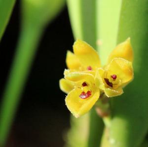 Acianthera klotzschiana