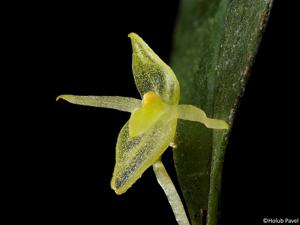 Pleurothallis pruinosa
