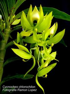 Cycnoches chlorochilon