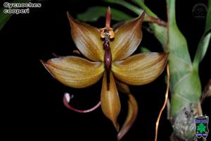 Cycnoches cooperi